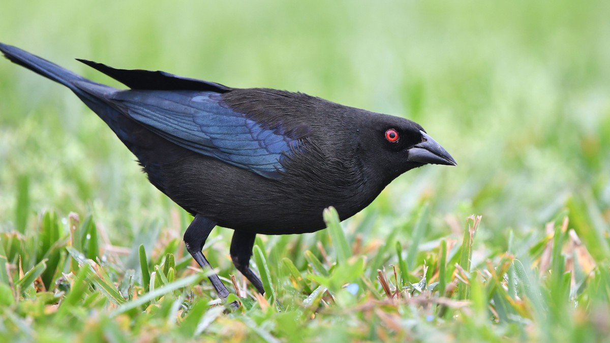 Bronzed Cowbird - ML401583011