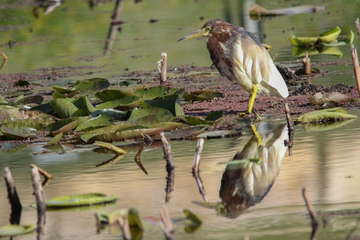 Chinese Pond-Heron - דויד סבן