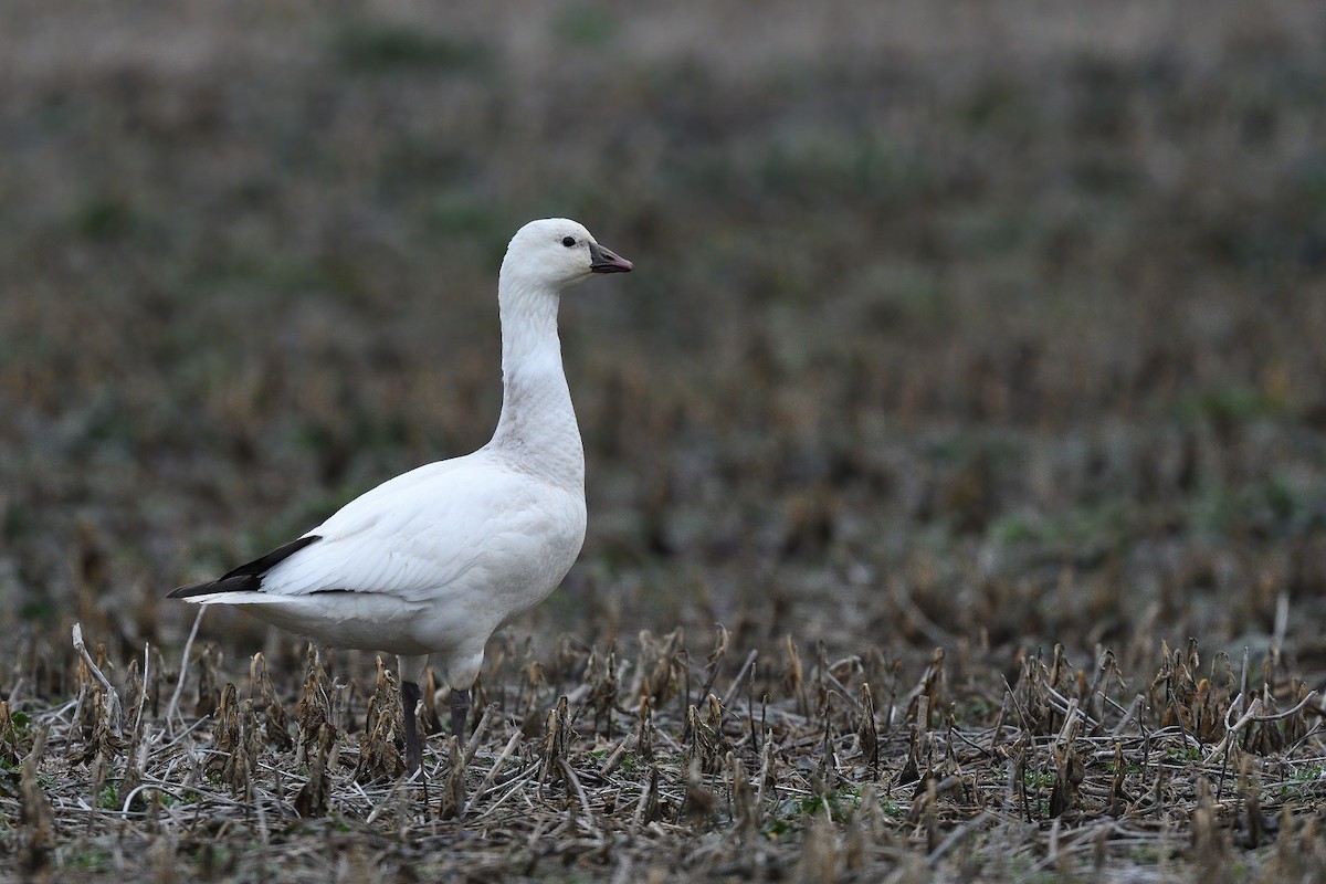 Ross's Goose - Vern Wilkins 🦉