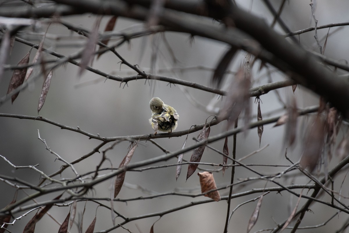 Ruby-crowned Kinglet - ML401584161