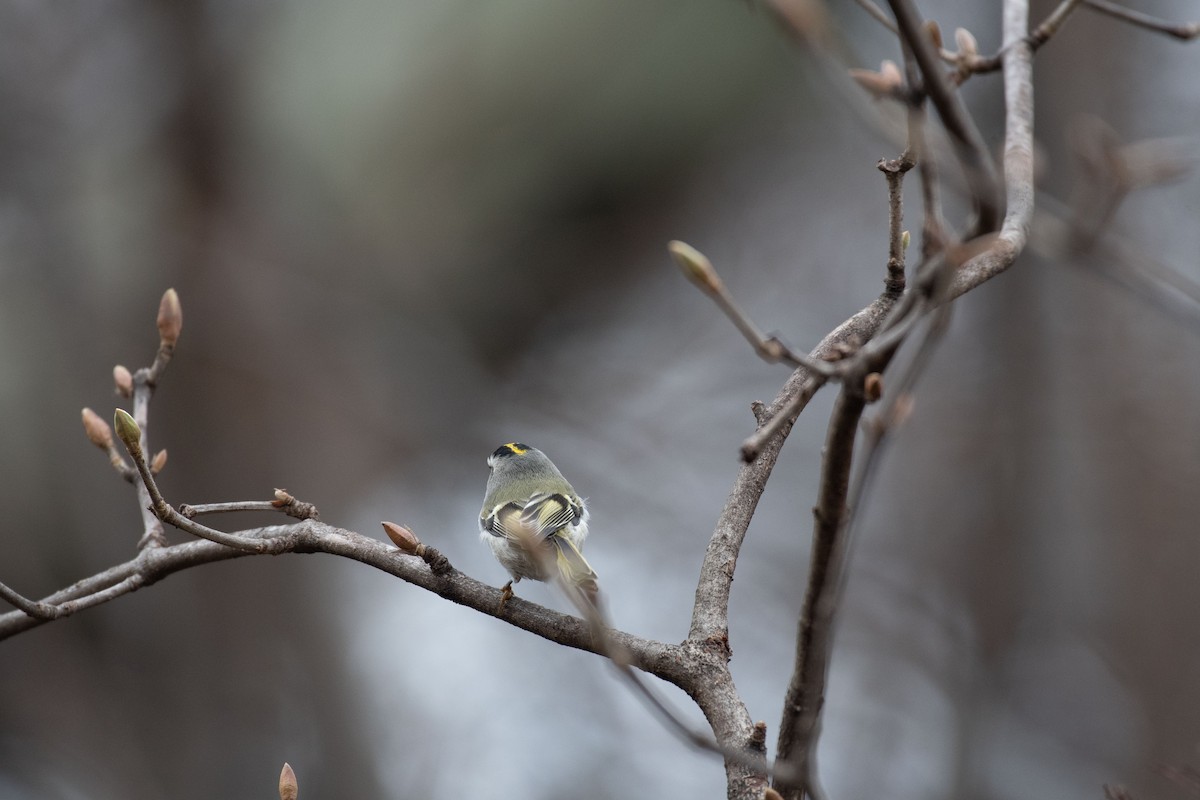 Golden-crowned Kinglet - ML401584191