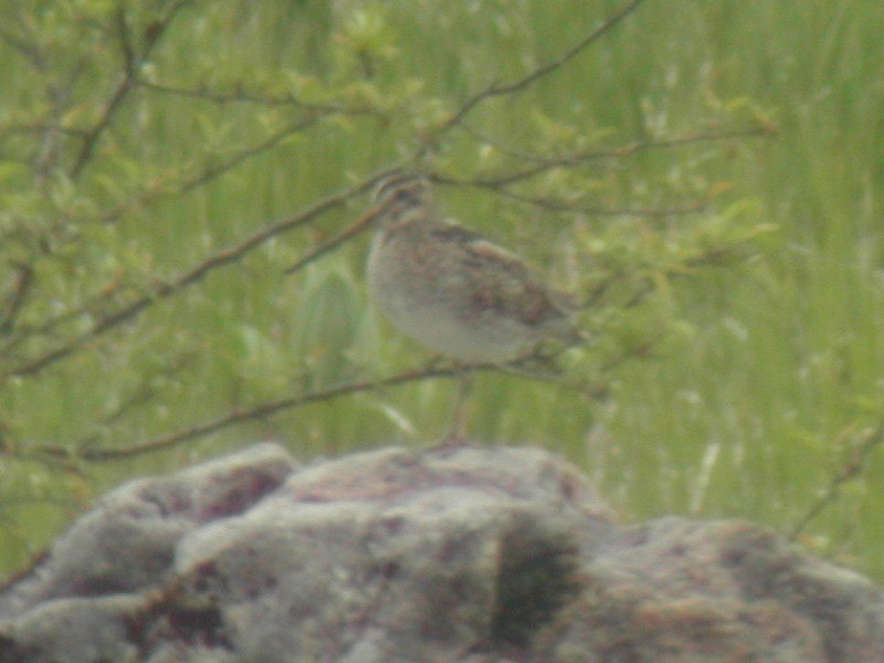 Latham's Snipe - ML401585651