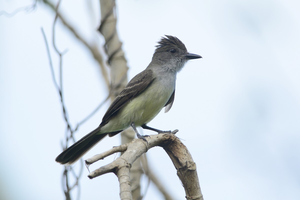 Short-crested Flycatcher - Luiz Moschini