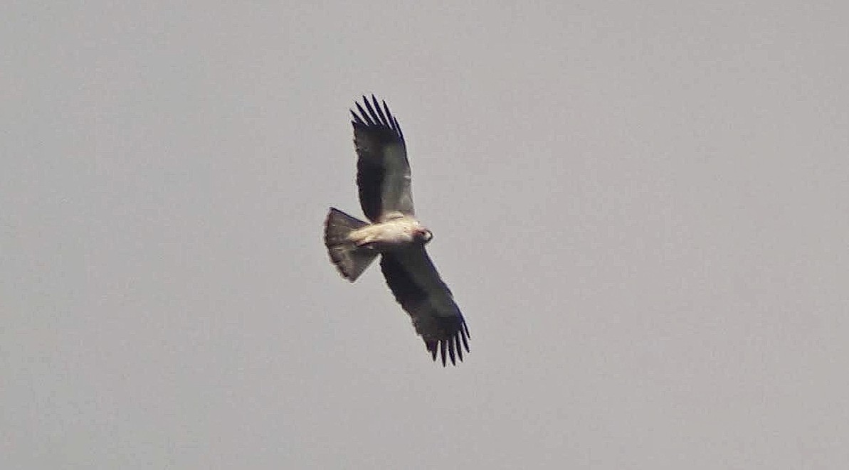 Booted Eagle - ML401587331