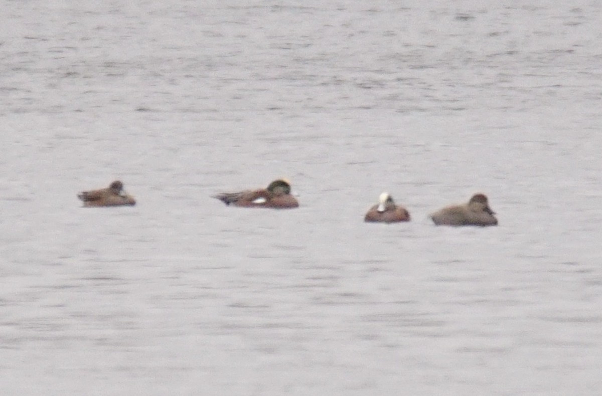 Бор нугас - ML401587601