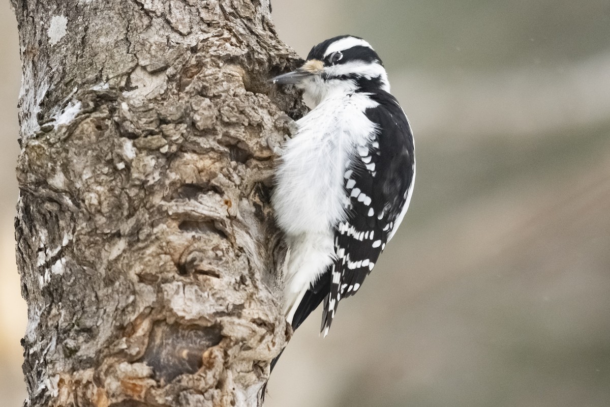 Hairy Woodpecker - Etienne Artigau🦩