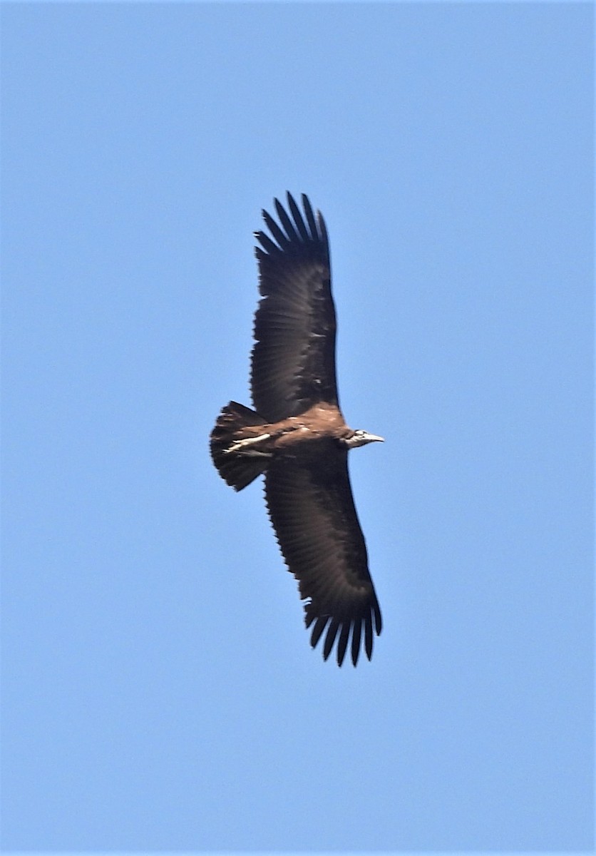 Hooded Vulture - ML401588771