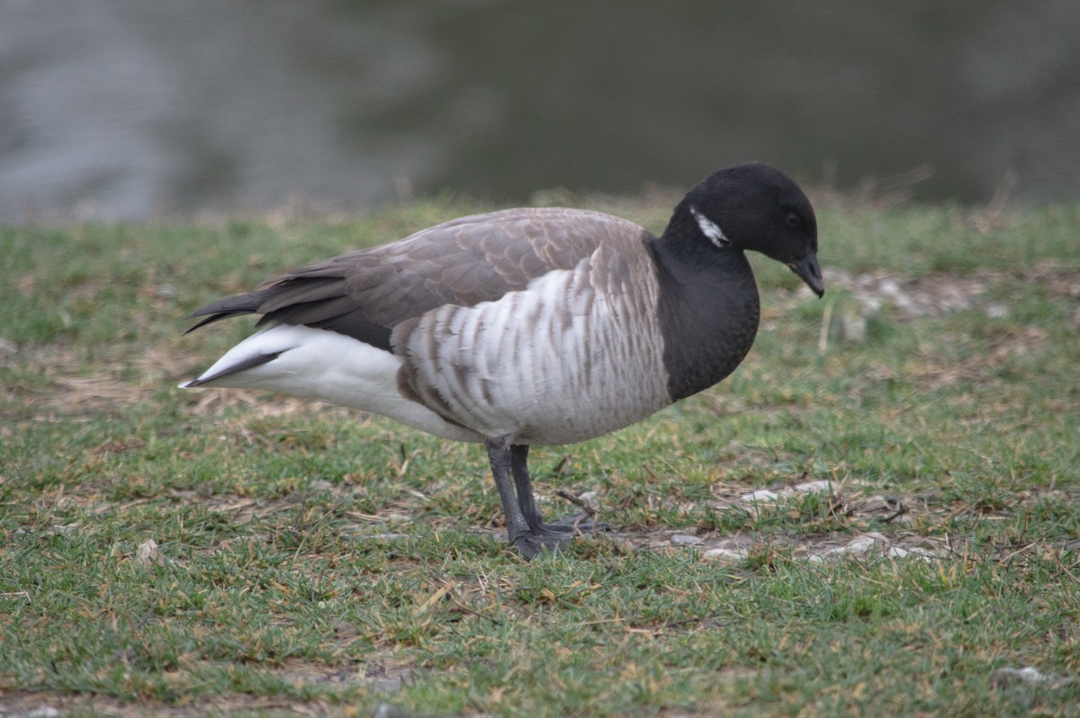 Brant - ML401588861