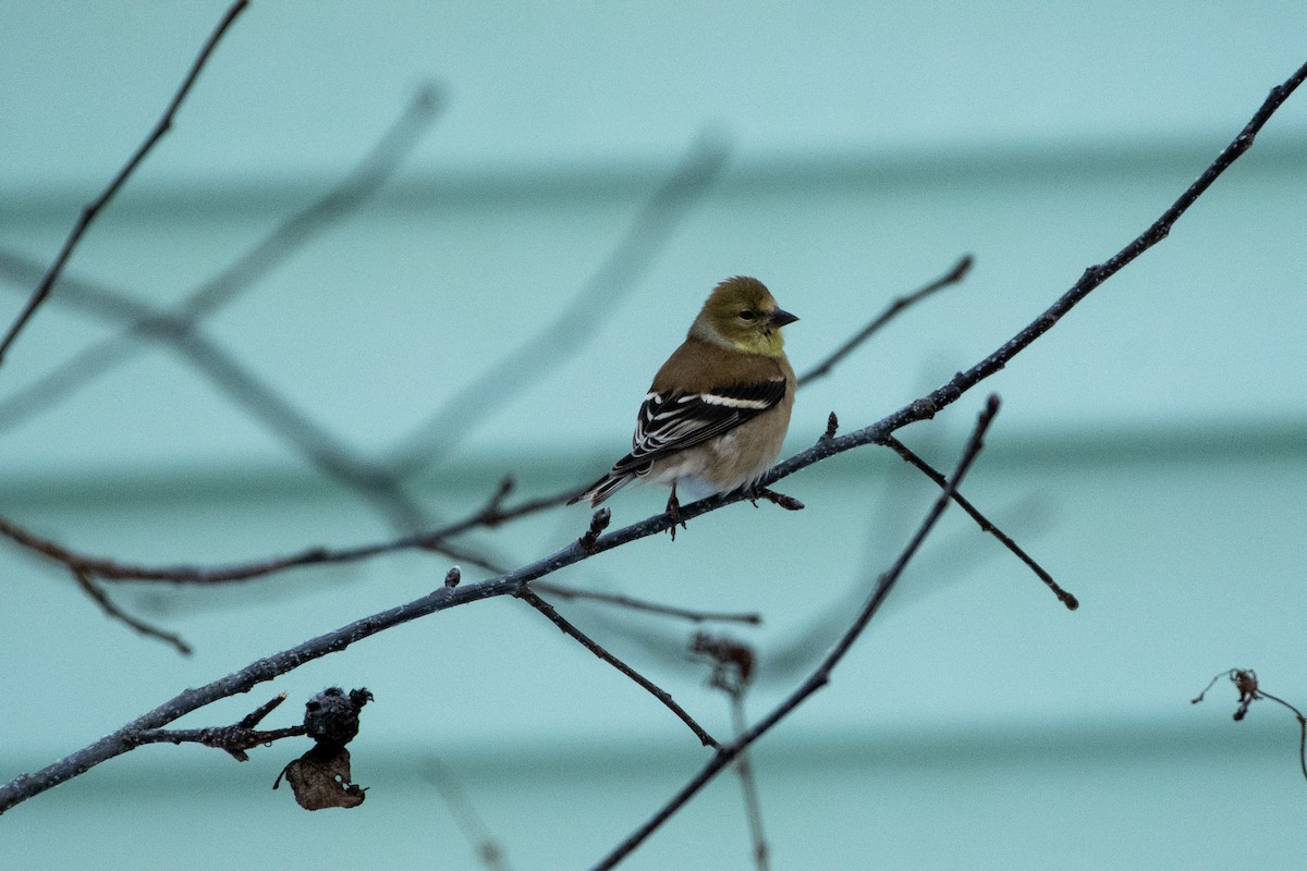 American Goldfinch - ML401589171