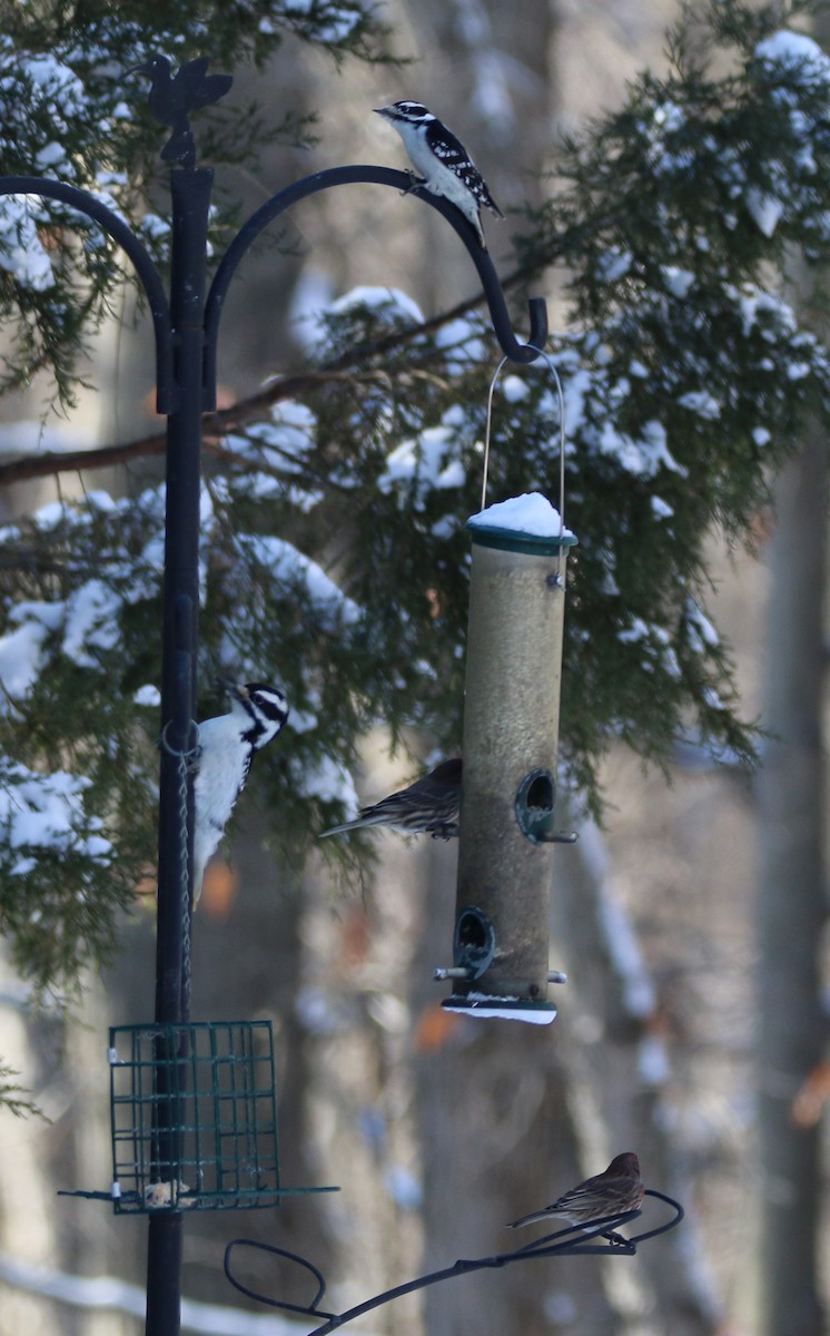 Hairy Woodpecker - ML401590741