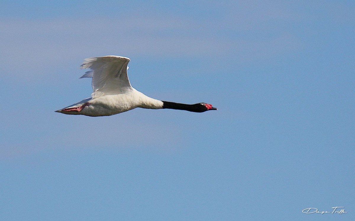 Black-necked Swan - ML401593161