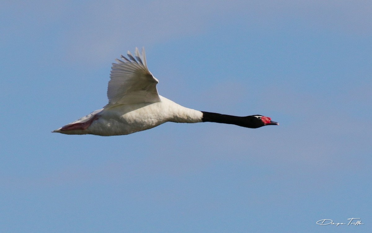 Black-necked Swan - ML401593171