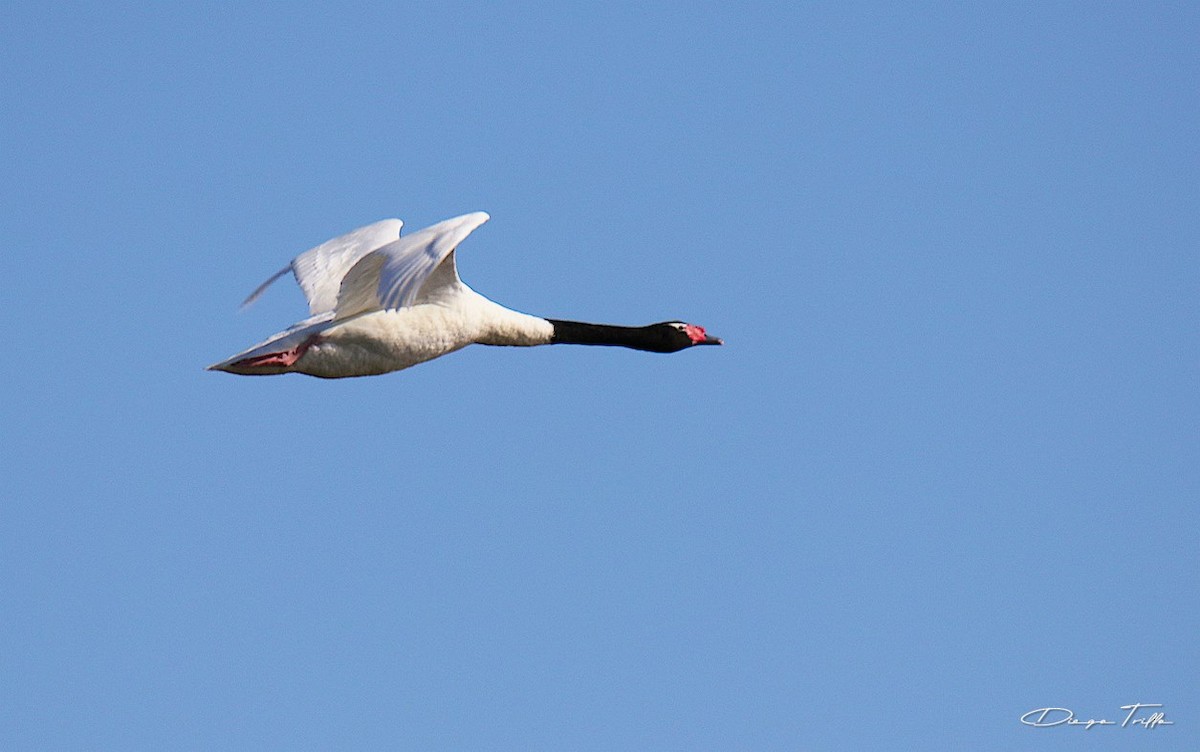 Black-necked Swan - ML401593181