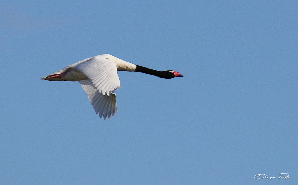 Black-necked Swan - ML401593191