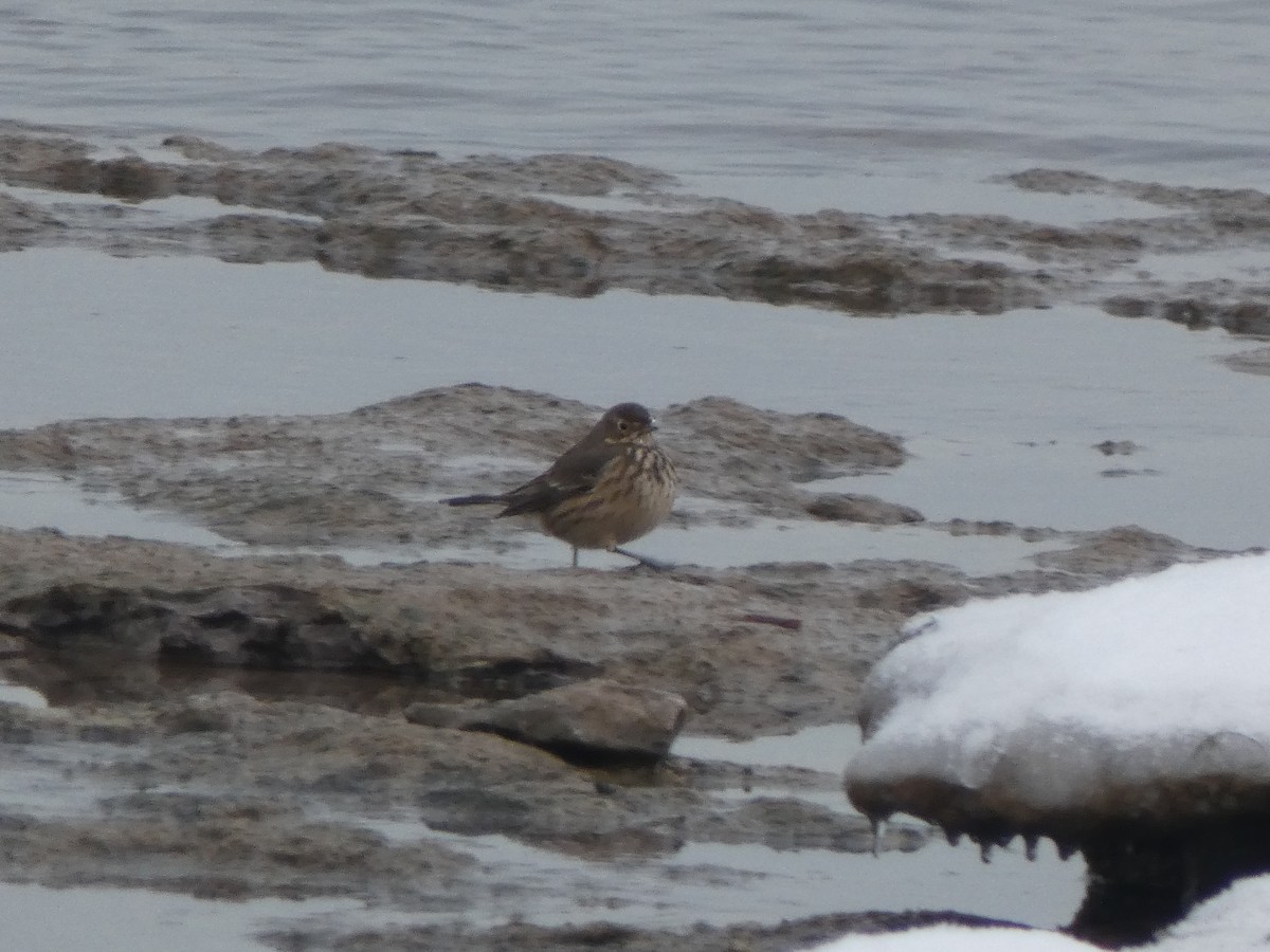 American Pipit - troy Johnson