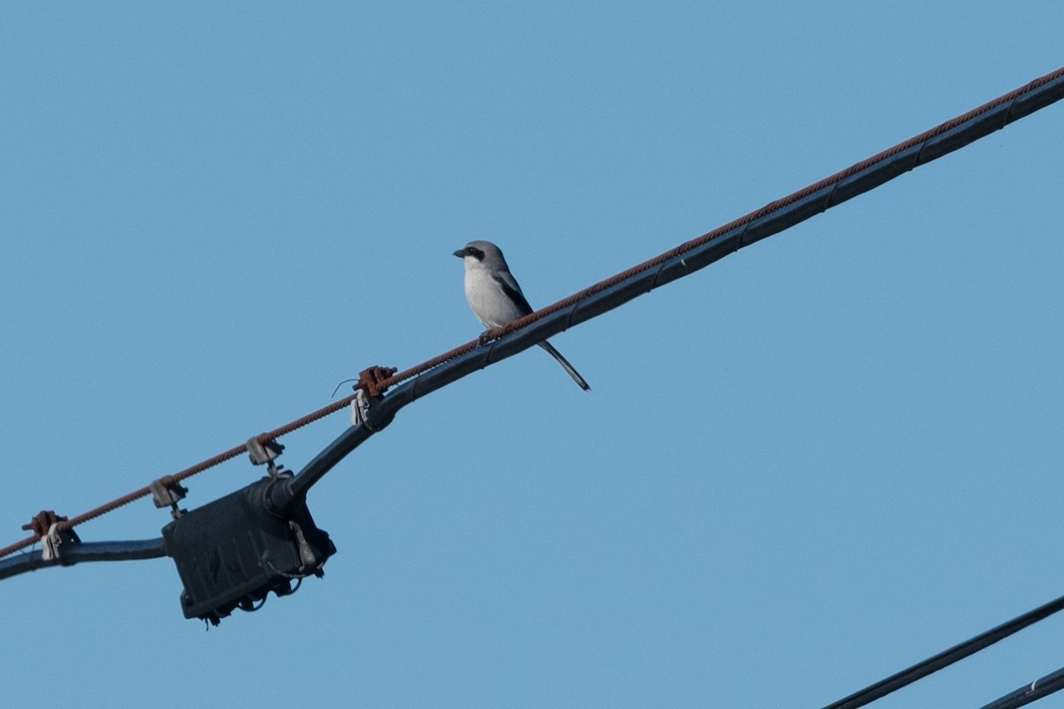 Loggerhead Shrike - ML401595081