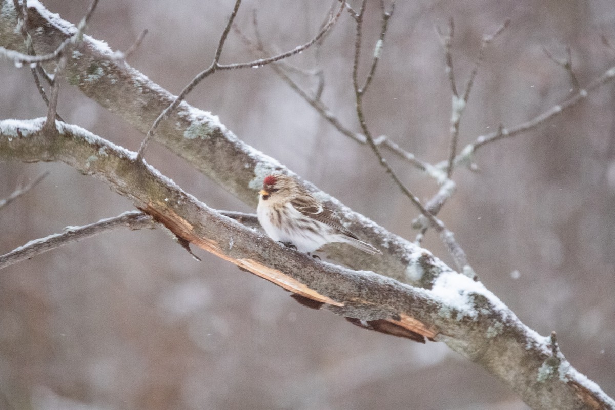 Redpoll (Common) - Rob  Sielaff