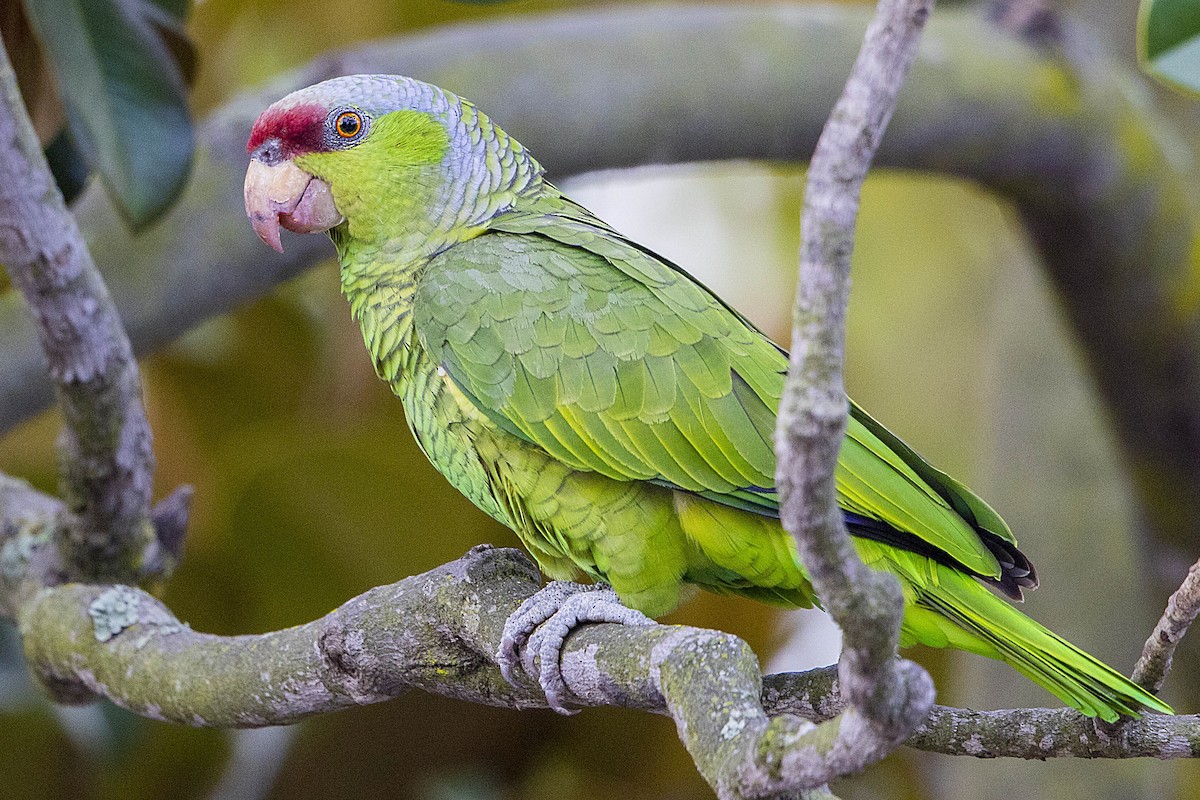 Lilac-crowned Parrot - Bradley Hacker 🦜