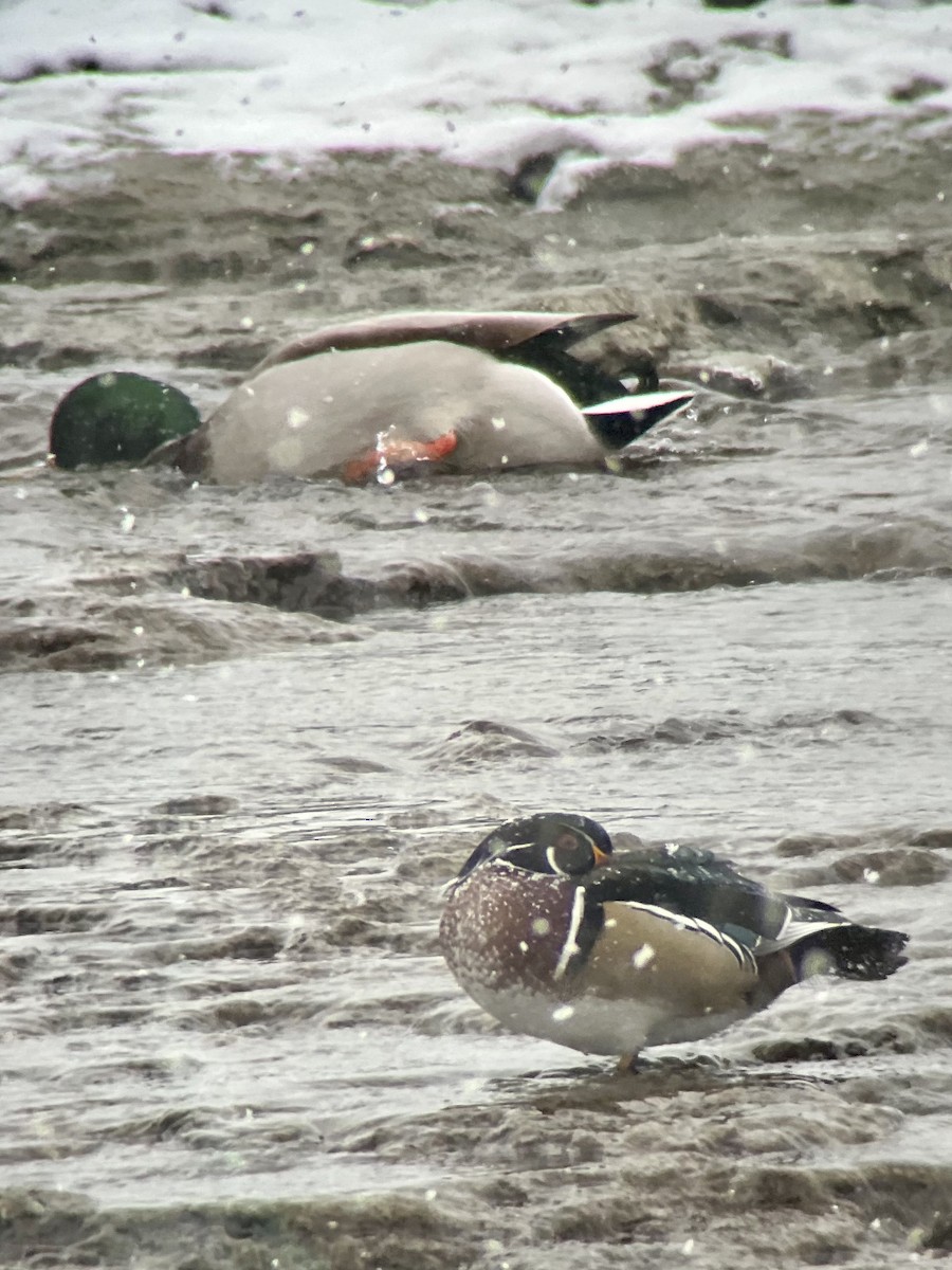 Wood Duck - Matt Holquist