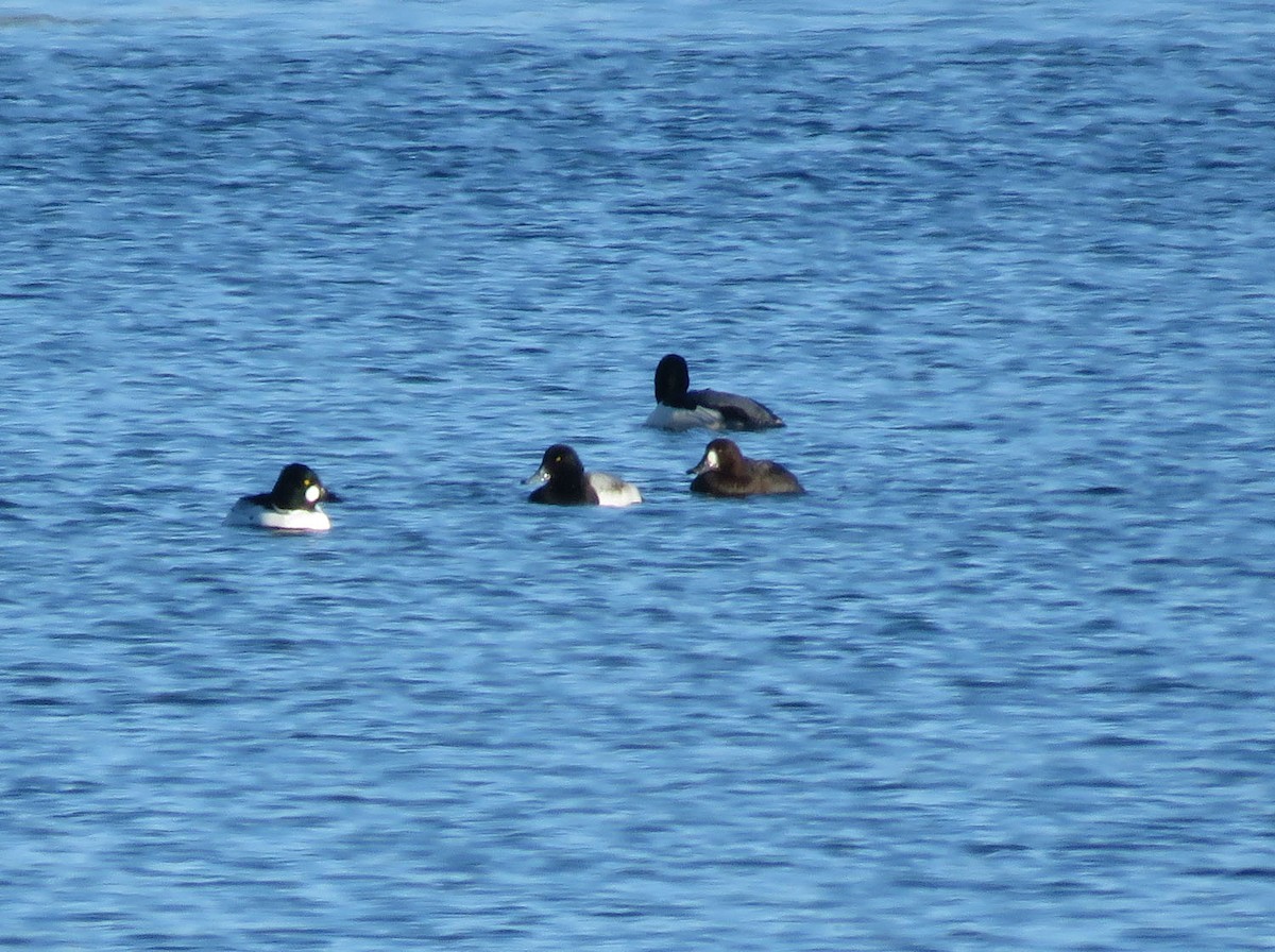 Greater Scaup - ML401596911
