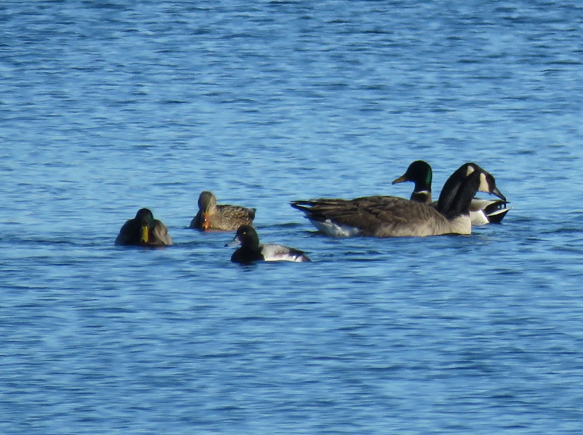 Greater Scaup - ML401598801
