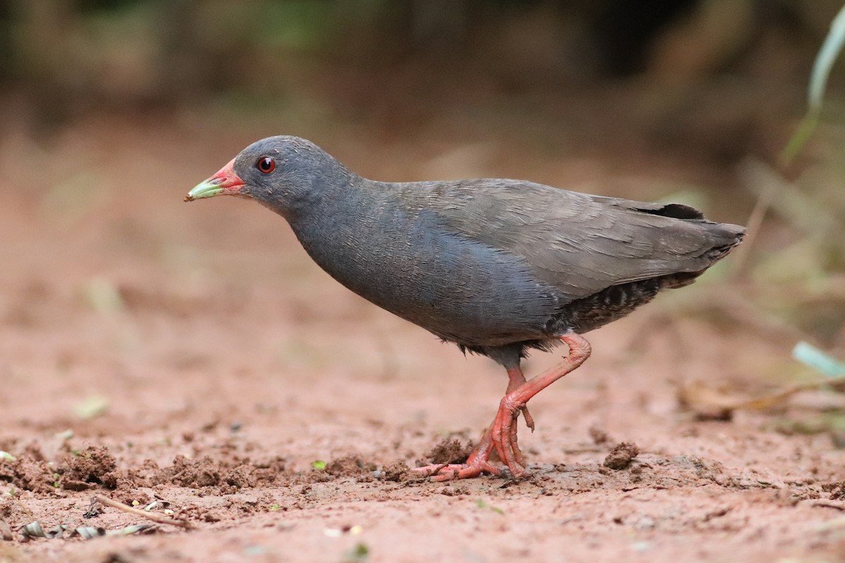 Paint-billed Crake - ML401601821