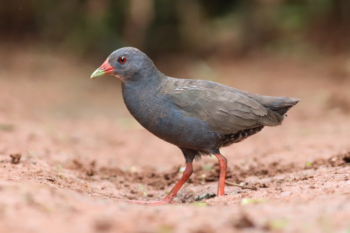 Paint-billed Crake - ML401601851