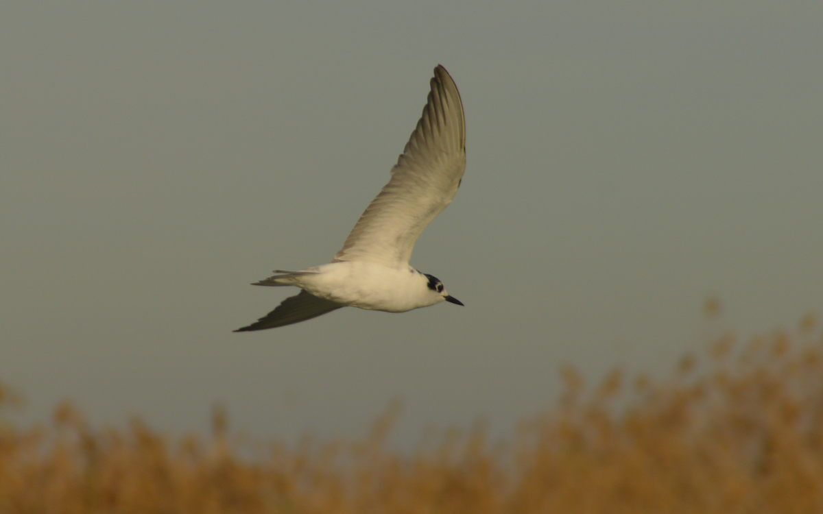 White-winged Tern - ML401602591