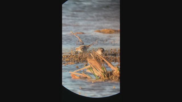 hvithalesvømmesnipe - ML401602601