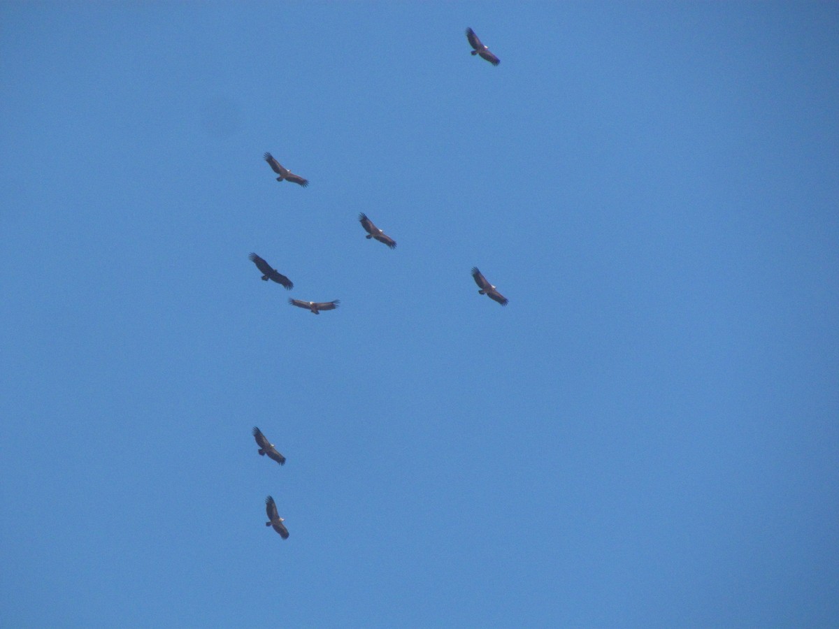 Cinereous Vulture - ML401602821