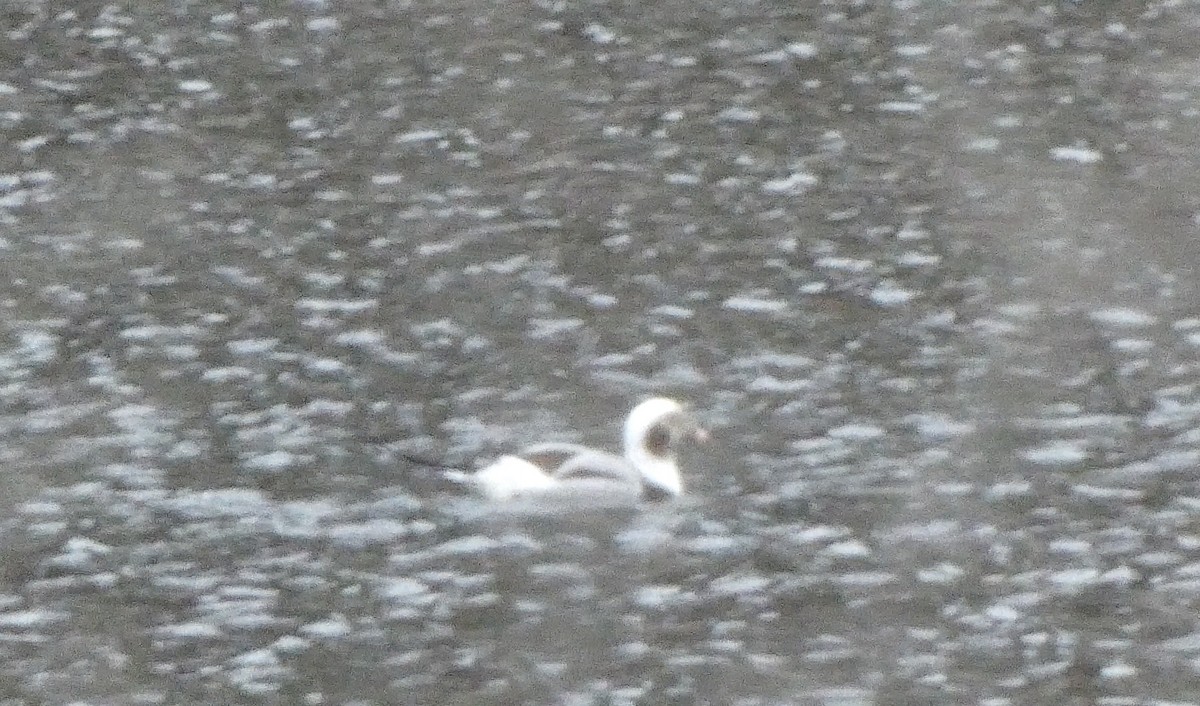 Long-tailed Duck - ML401602921