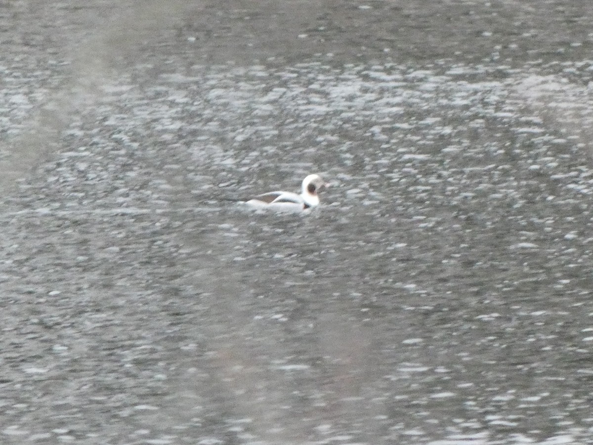Long-tailed Duck - ML401603041