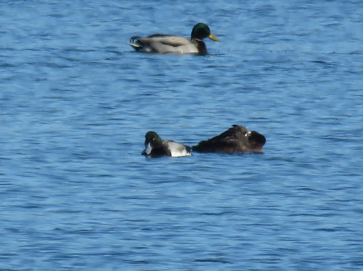 Greater Scaup - ML401603651