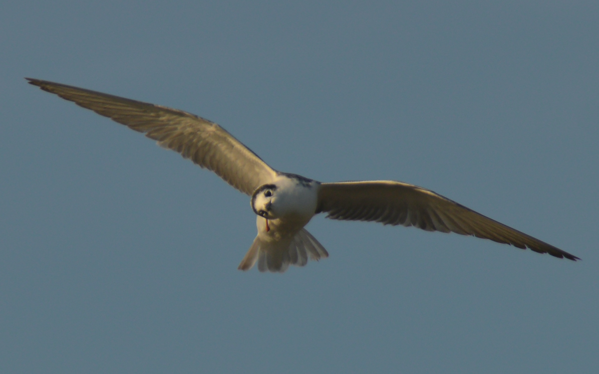 White-winged Tern - ML401604181