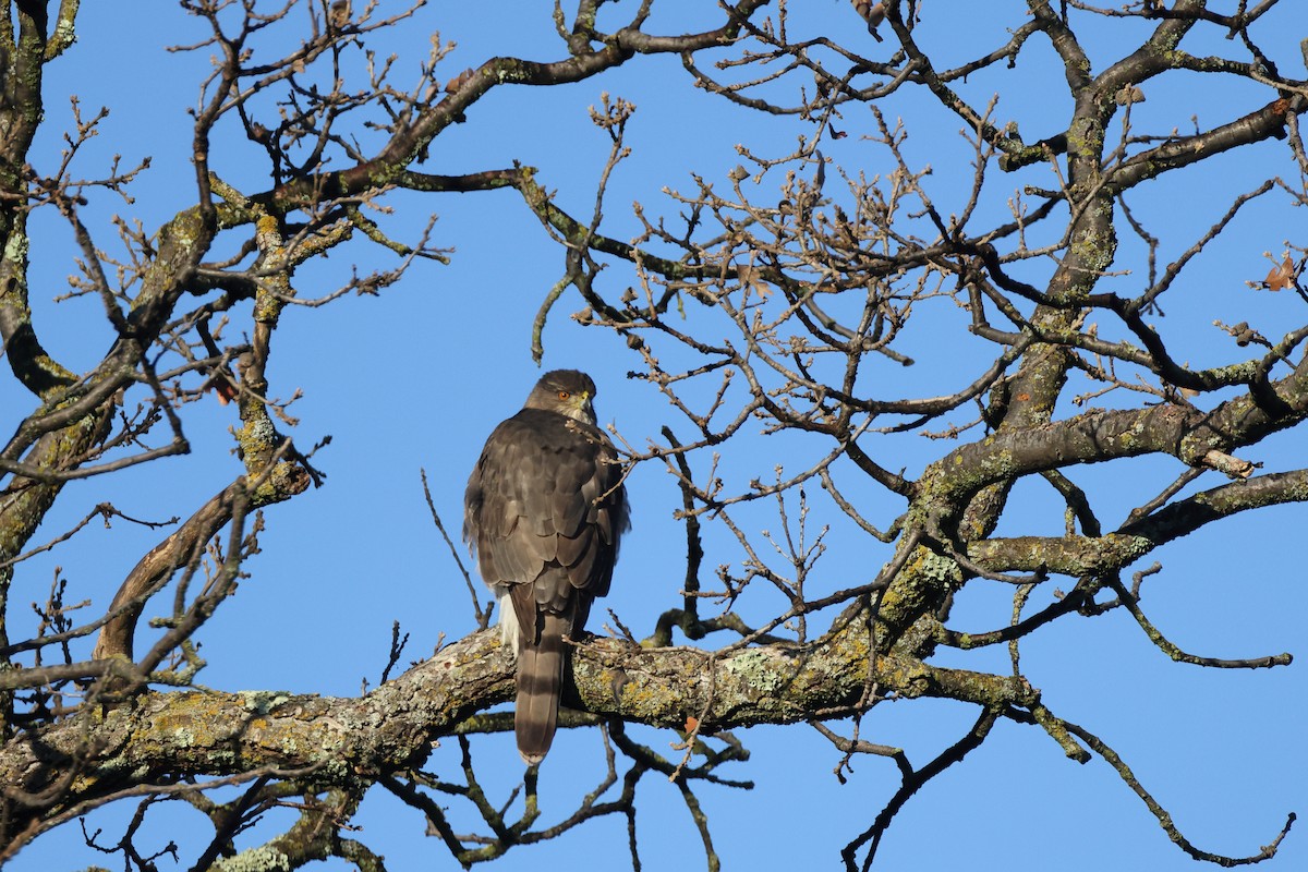 Cooper's Hawk - ML401604451
