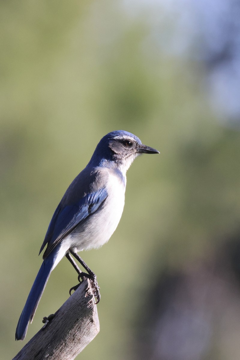 California Scrub-Jay - ML401604511