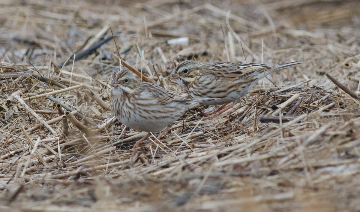 Savannah Sparrow (Ipswich) - ML401604521