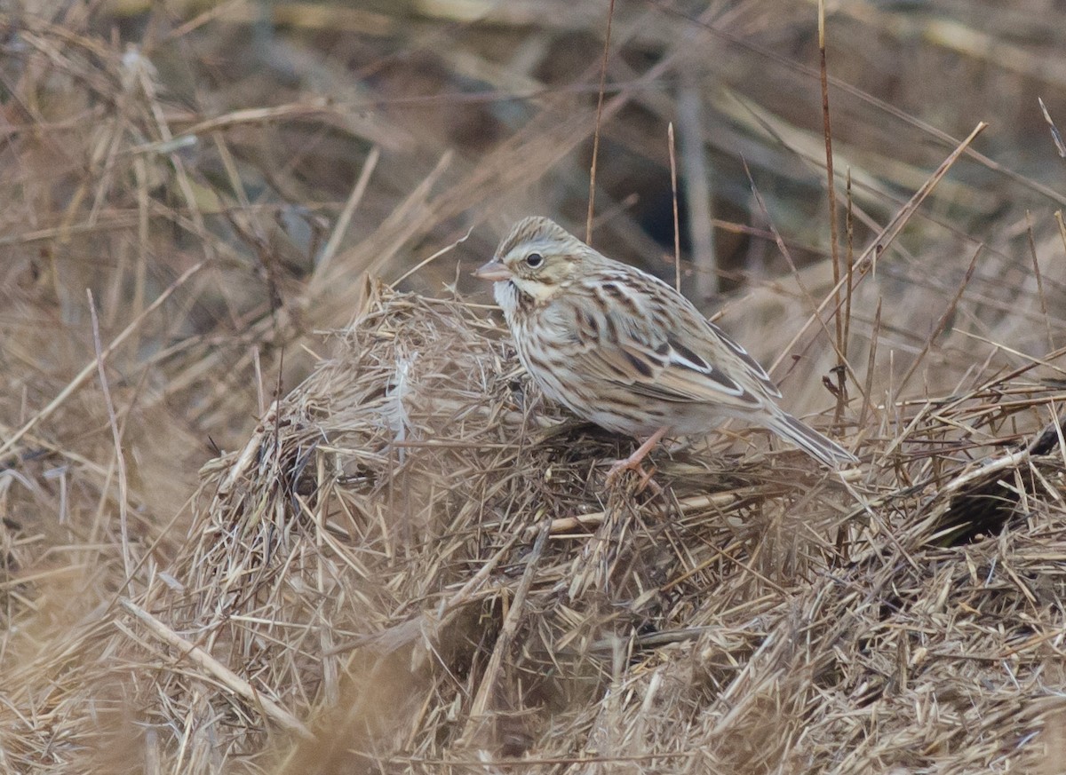 Savannah Sparrow (Ipswich) - ML401604751