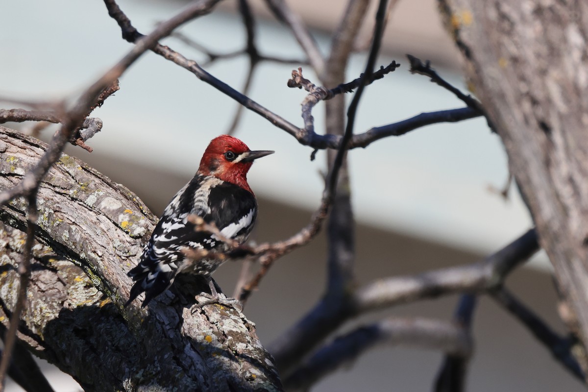 Red-breasted Sapsucker - ML401604811