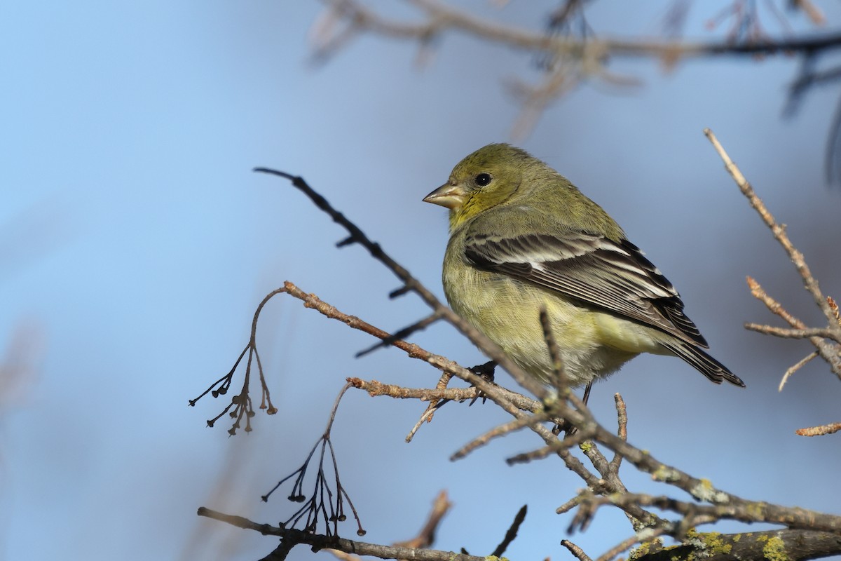 Lesser Goldfinch - ML401604901