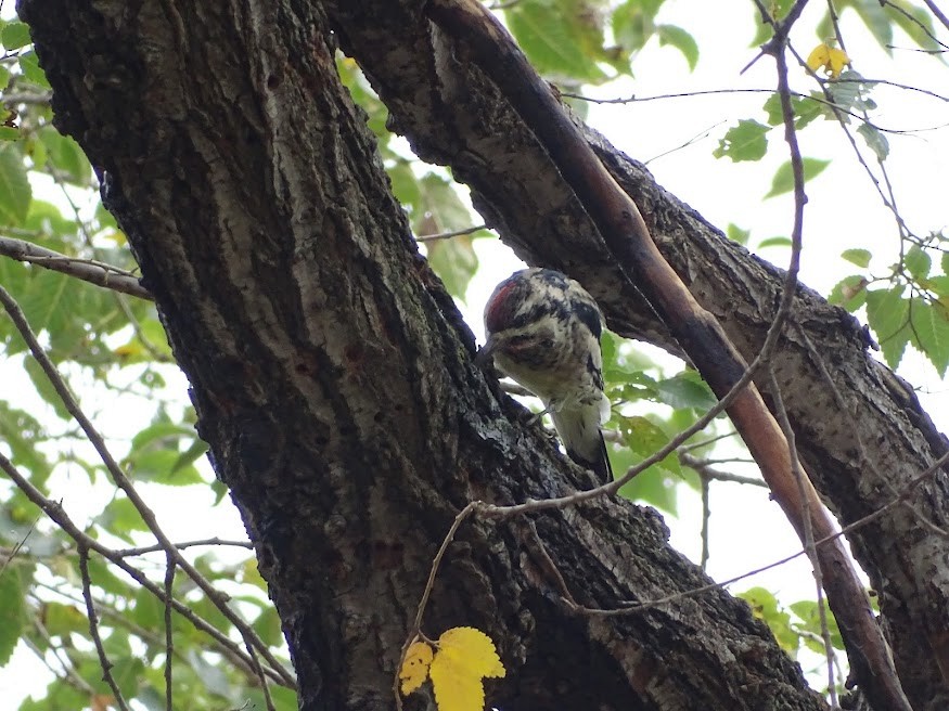 Yellow-bellied Sapsucker - Christina G