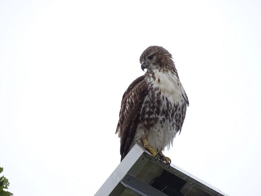 Red-tailed Hawk - ML401605661