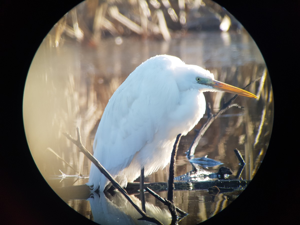 Great Egret - ML401607591