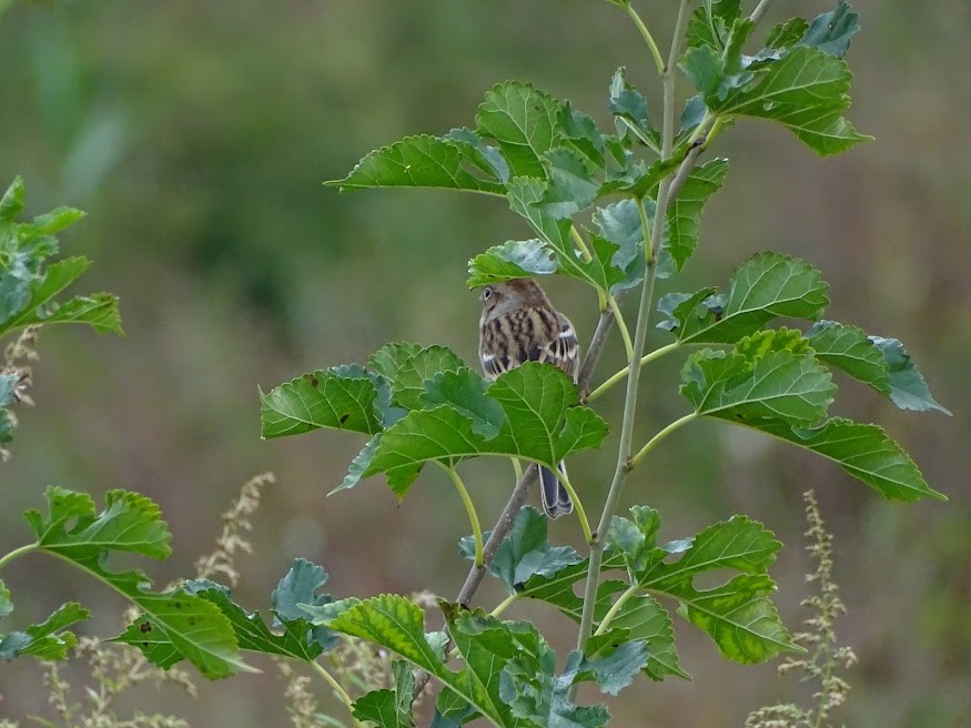 Field Sparrow - ML401608961