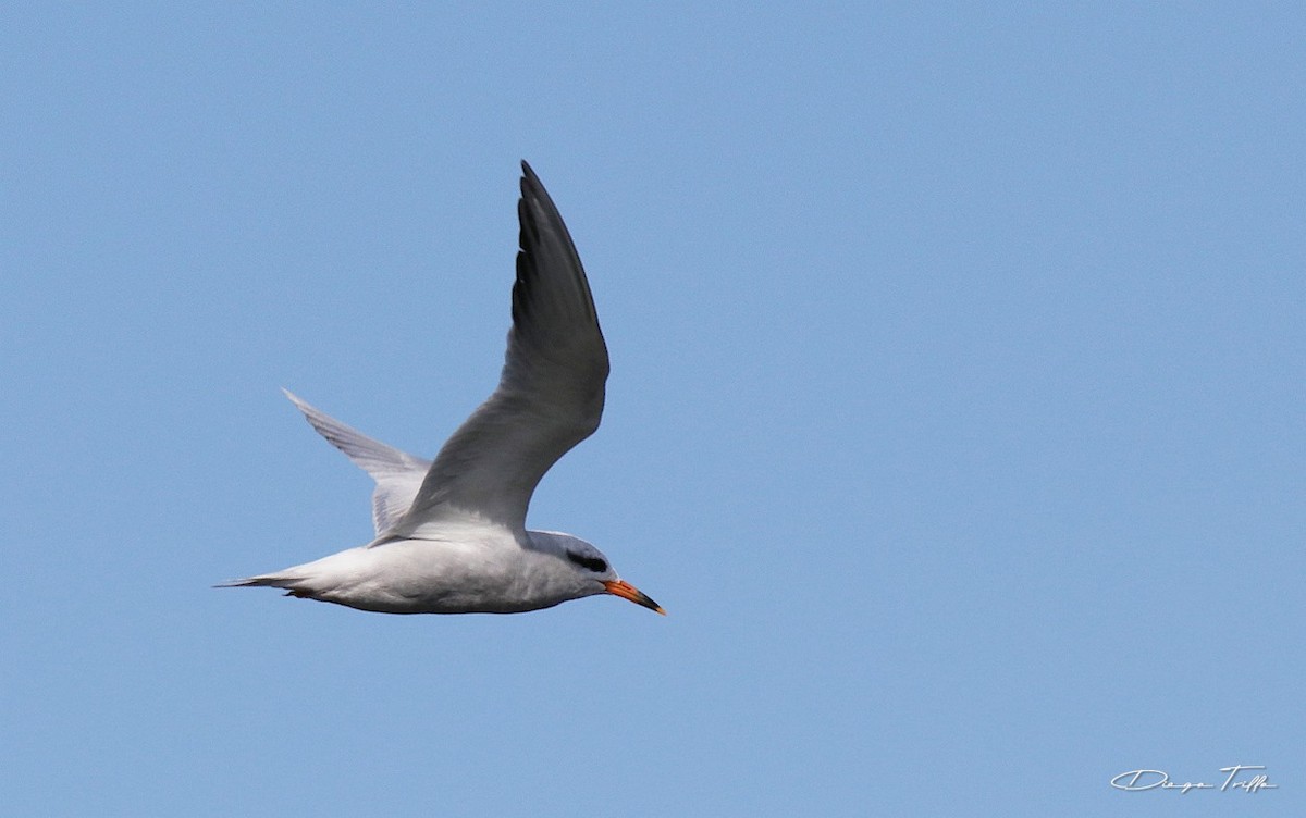 Snowy-crowned Tern - ML401609231