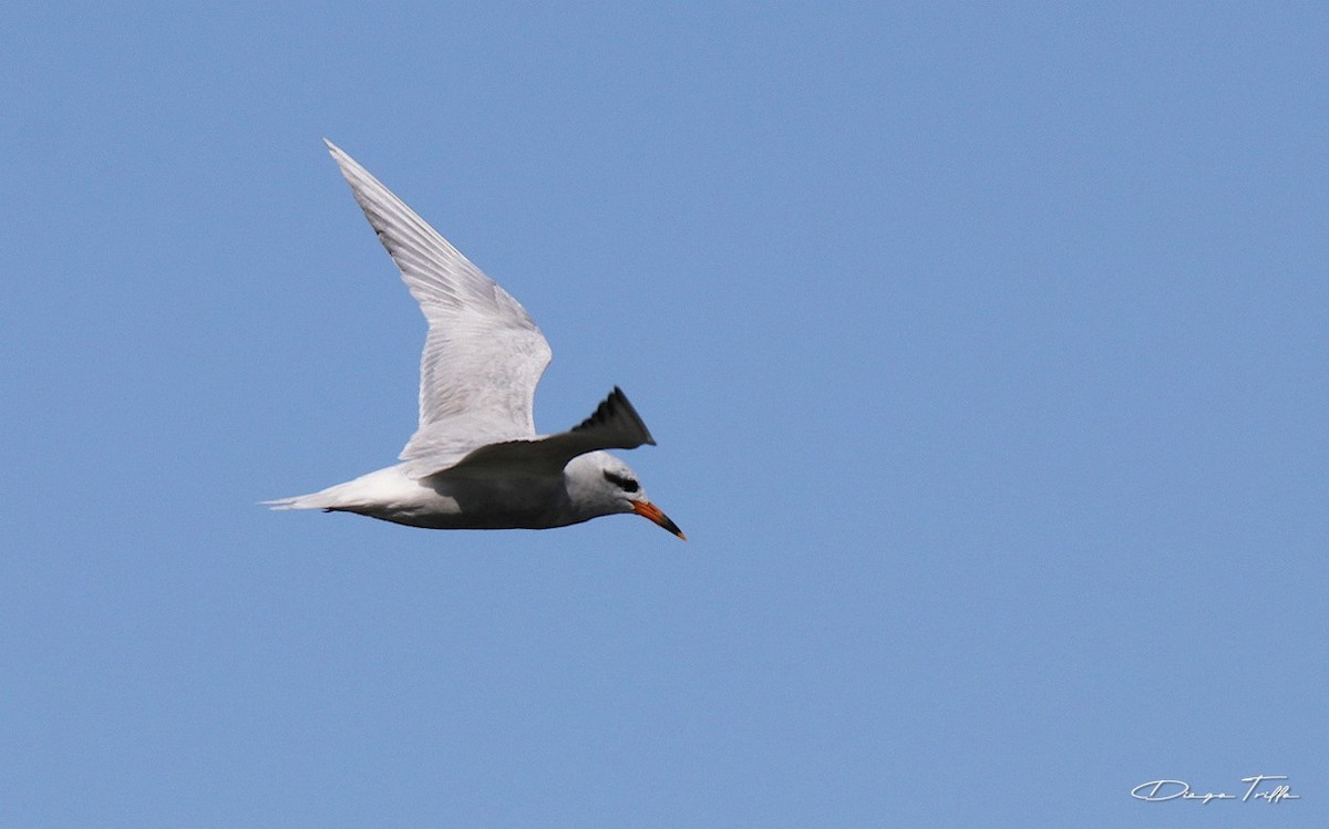 Snowy-crowned Tern - ML401609241