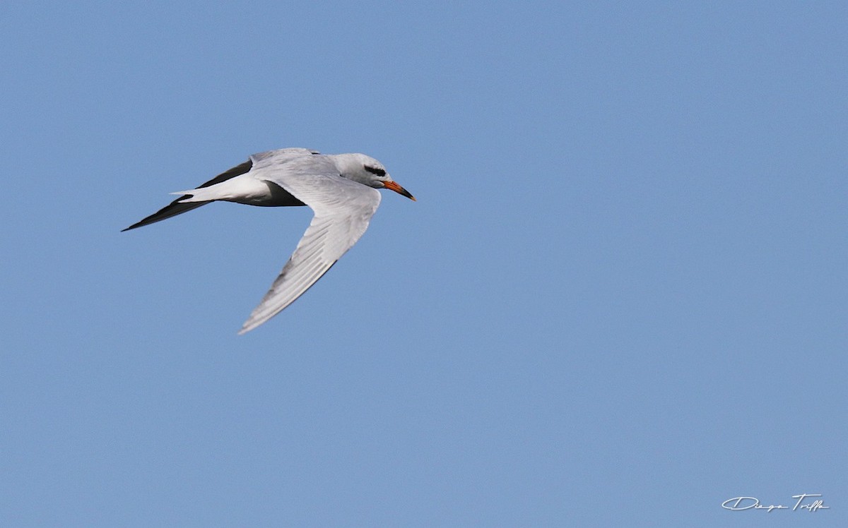 Snowy-crowned Tern - ML401609261