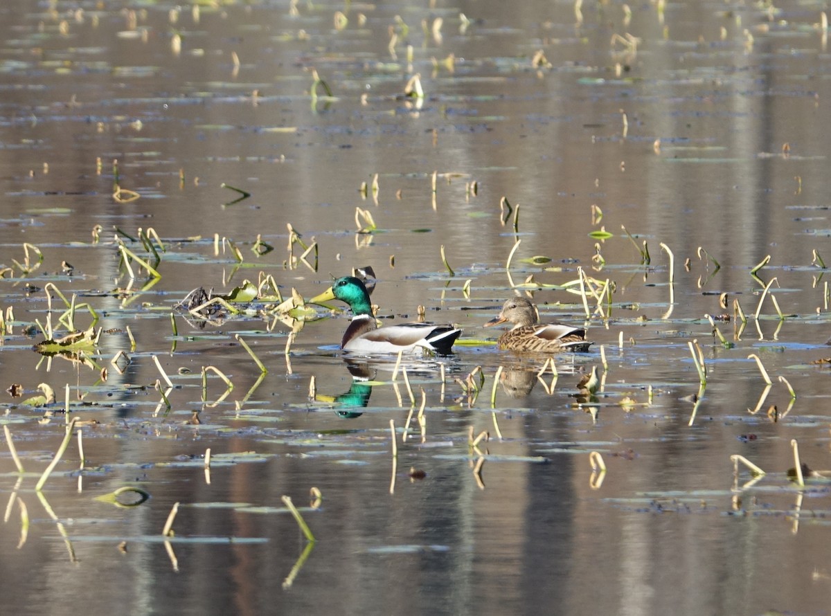Mallard - ML40161001