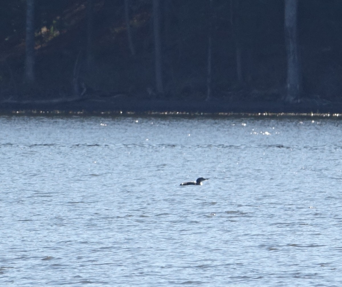 Common Loon - ML40161091