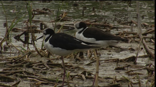 Black-necked Stilt (White-backed) - ML401611